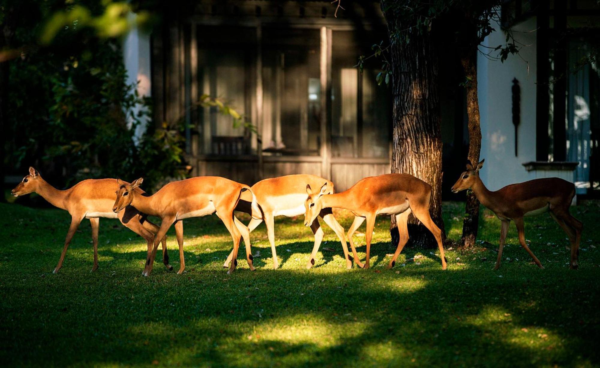 Royal Livingstone Hotel By Anantara Bagian luar foto